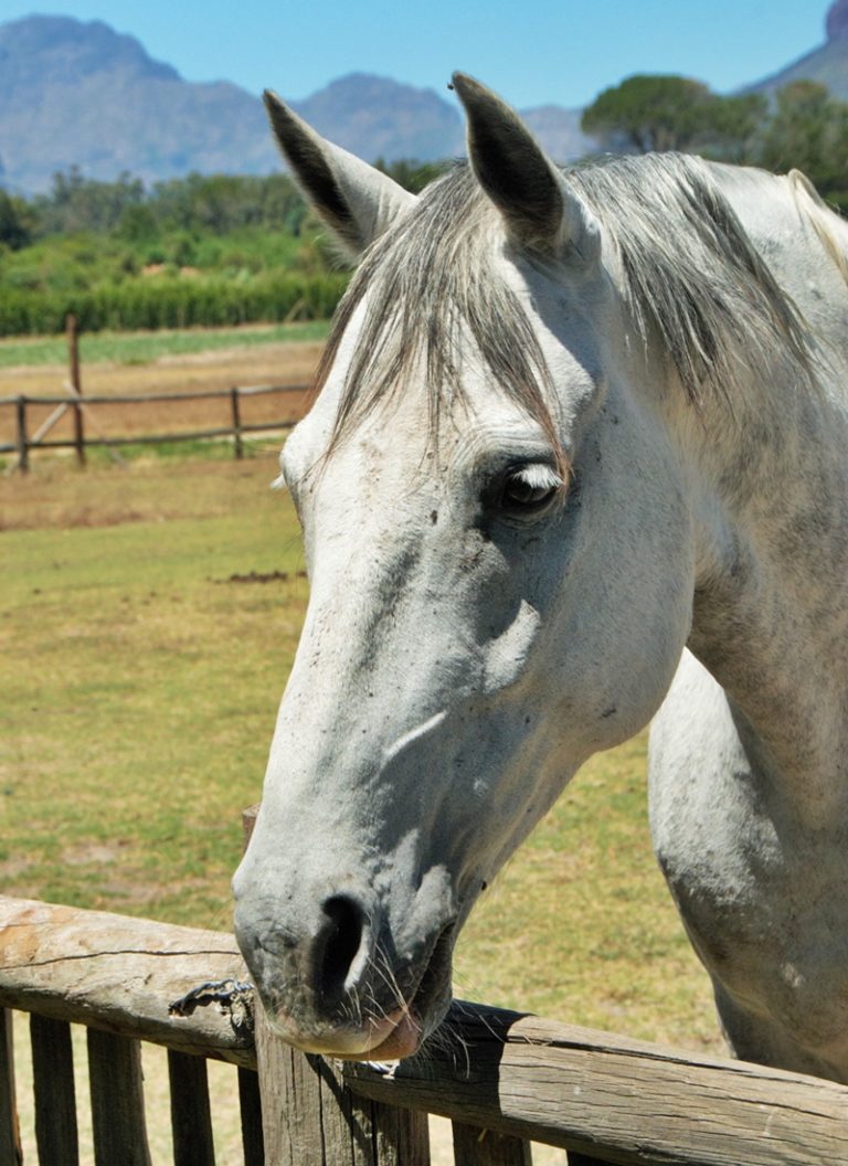 Horses Cape Winelands Riding Horse riding holidays South Africa